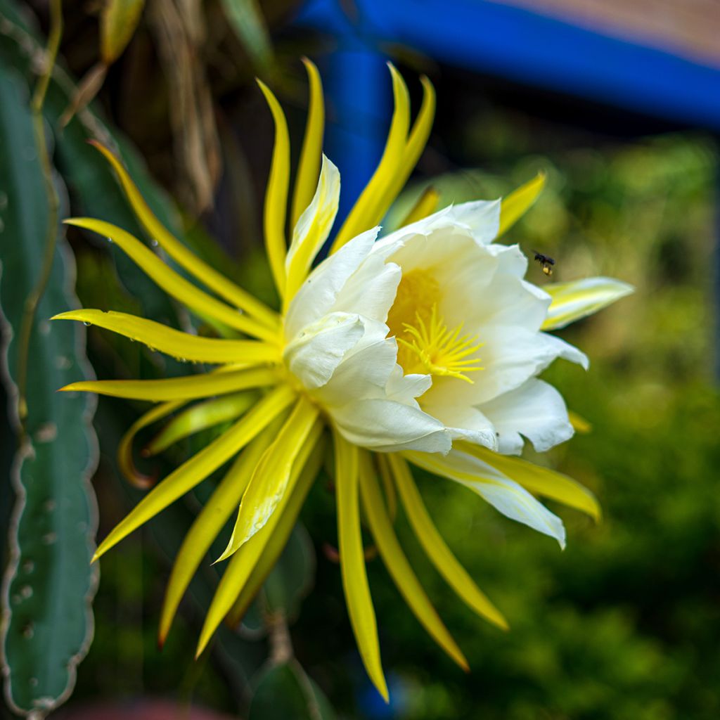 Hylocereus undatus - Pitaya, Fruit du dragon rouge