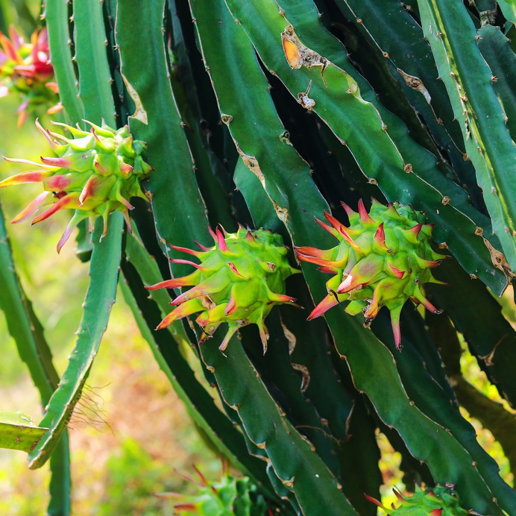 Hylocereus undatus - Pitaya, Fruit du dragon rouge