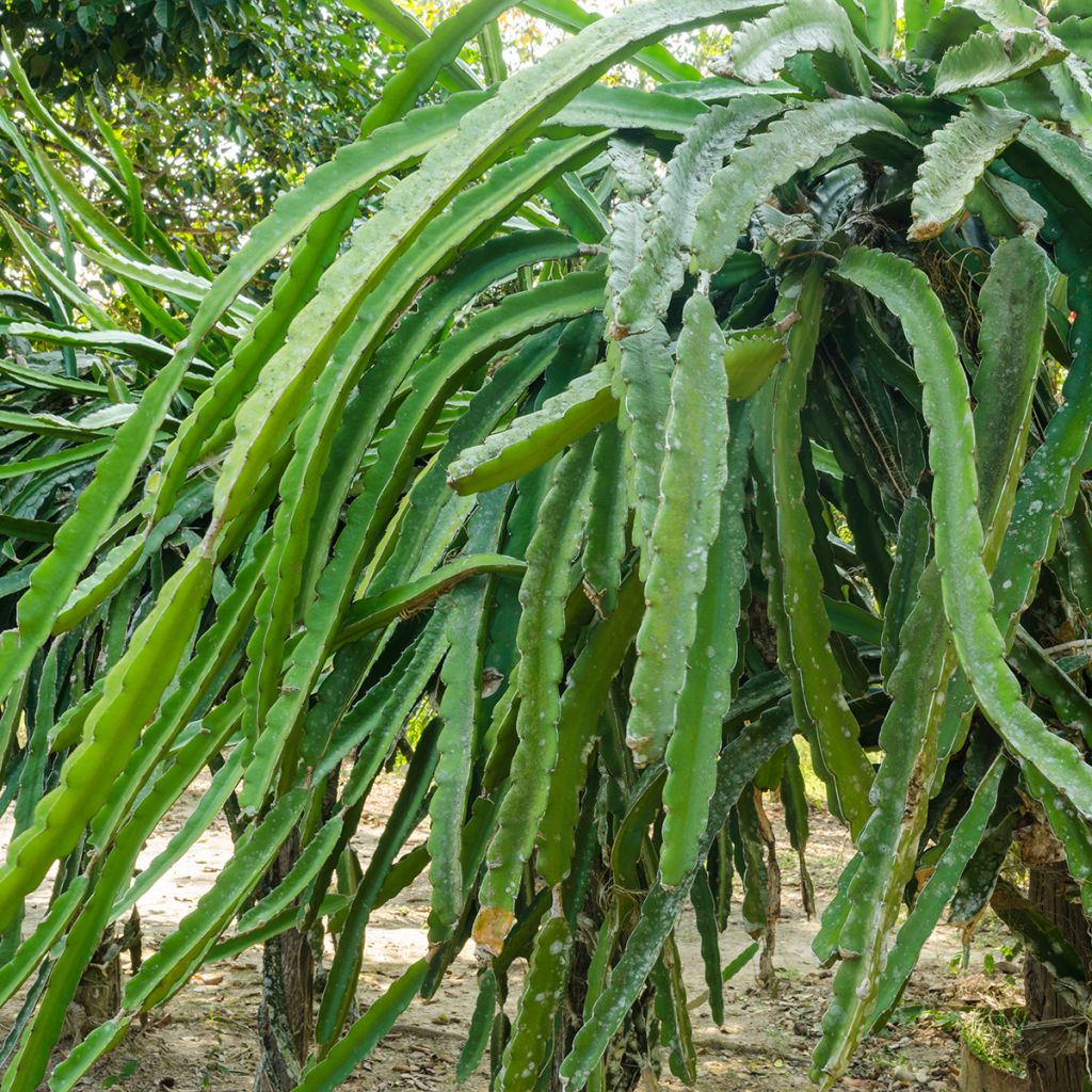 Hylocereus undatus - Pitaya, Fruit du dragon rouge