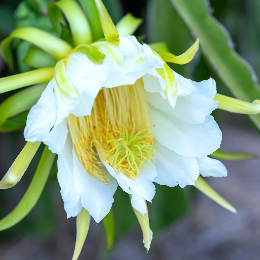 Hylocereus undatus - Pitaya, Fruit du dragon rouge