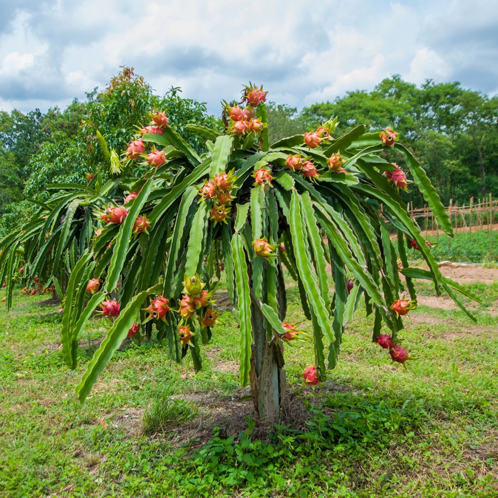 Hylocereus undatus - Pitaya, Fruit du dragon rouge