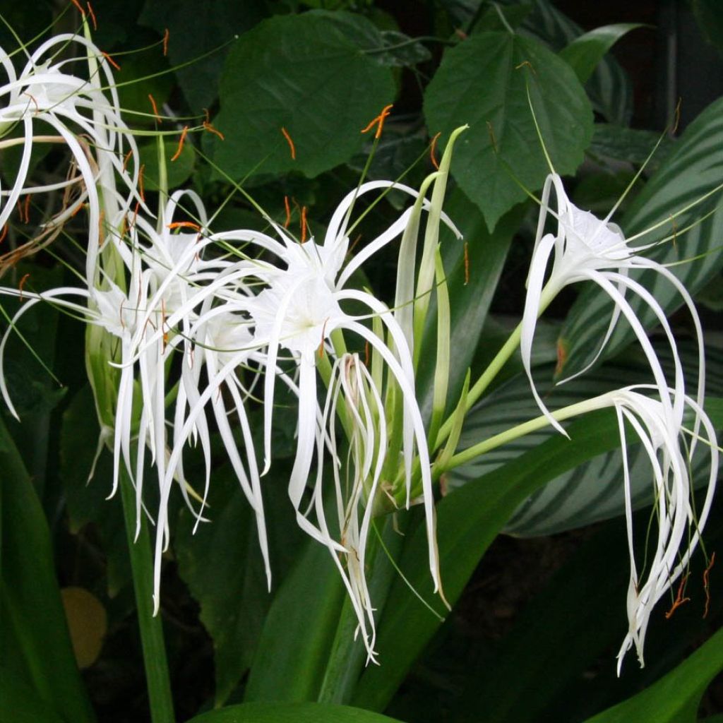 Hymenocallis longipetala - Ismene blanche