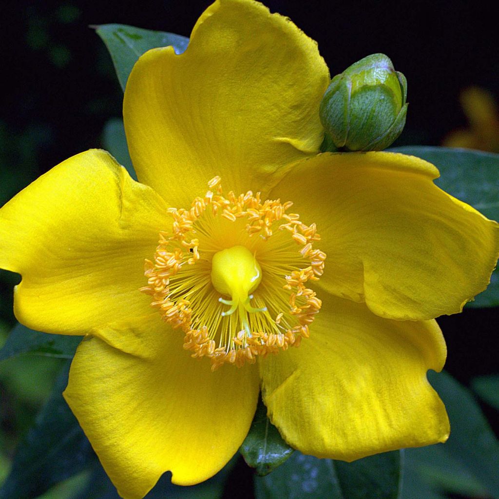 Millepertuis arbustif Hidcote - Hypericum (x) calycinum