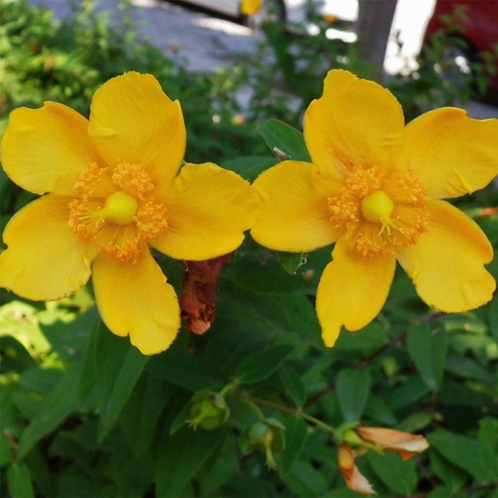 Millepertuis arbustif Hidcote - Hypericum (x) calycinum