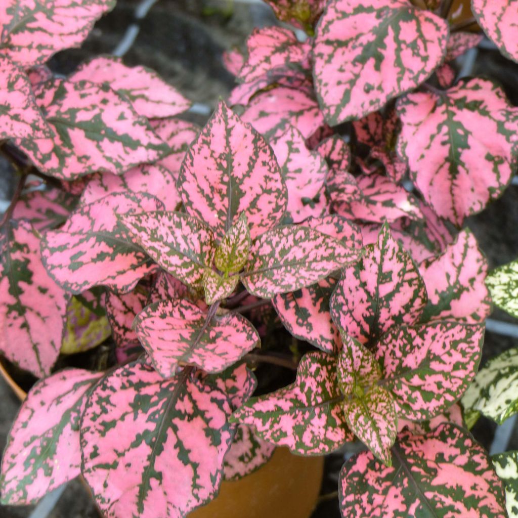 Hypoestes Hippo Pink Mini-mottes