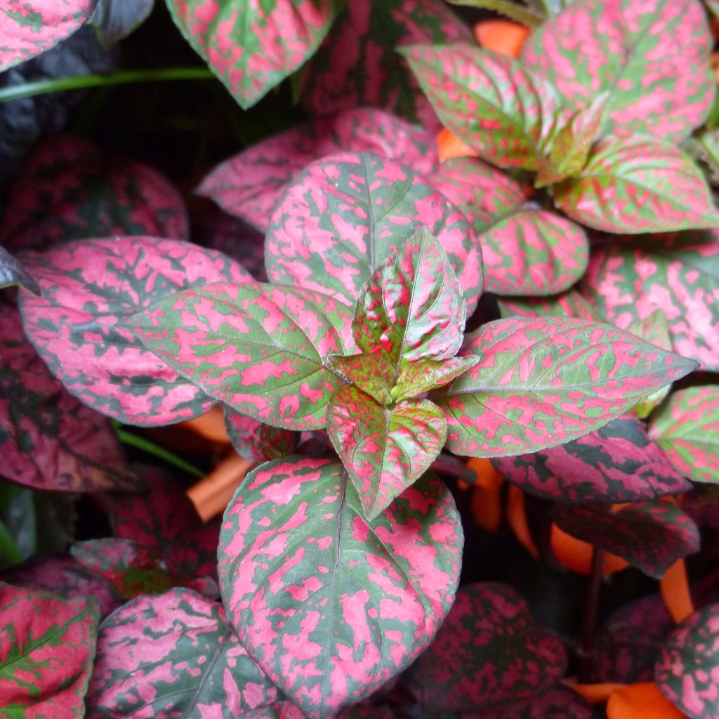 Hypoestes Hippo Red Mini-mottes