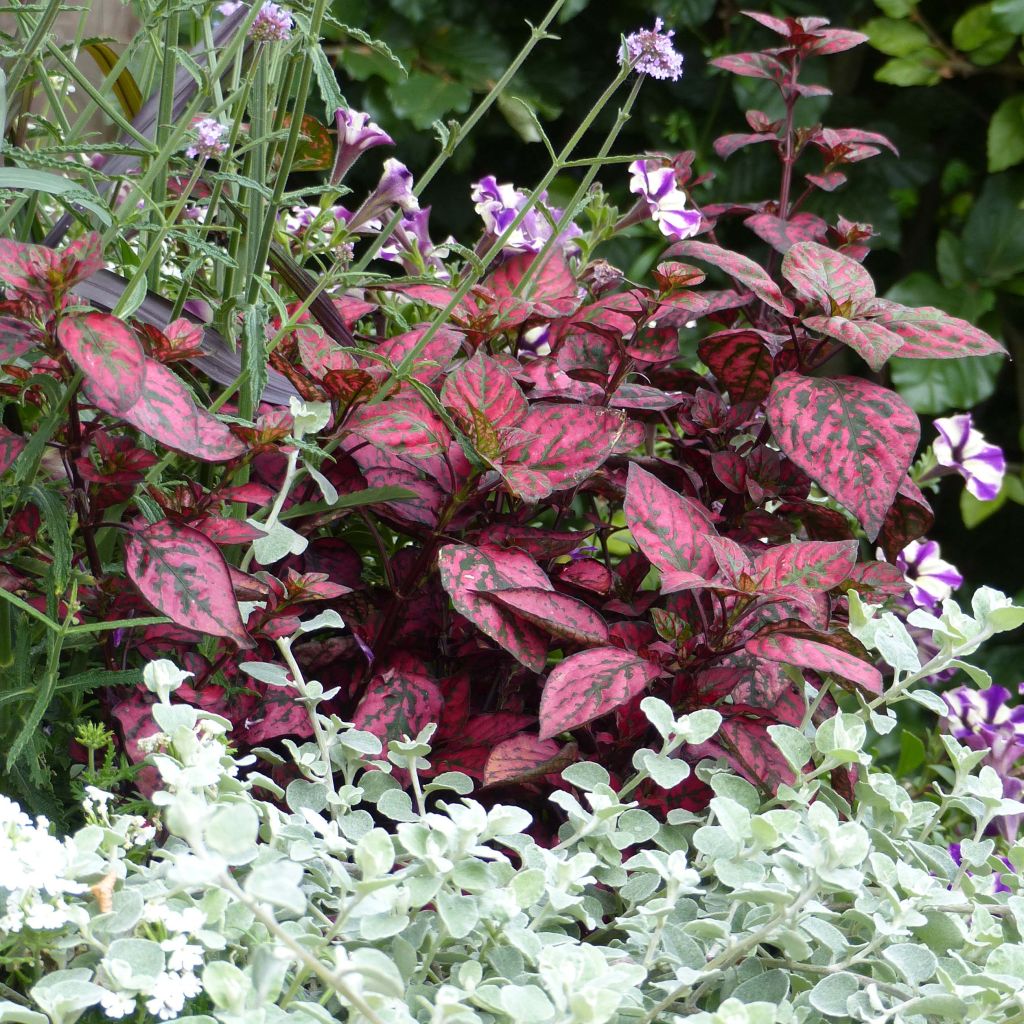 Hypoestes Hippo Red Mini-mottes