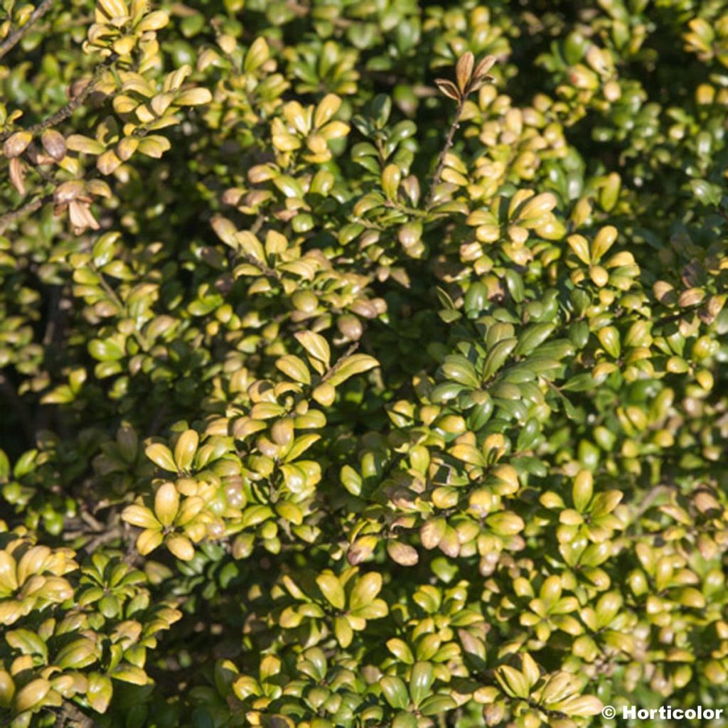 Houx crénelé - Ilex crenata Convexa