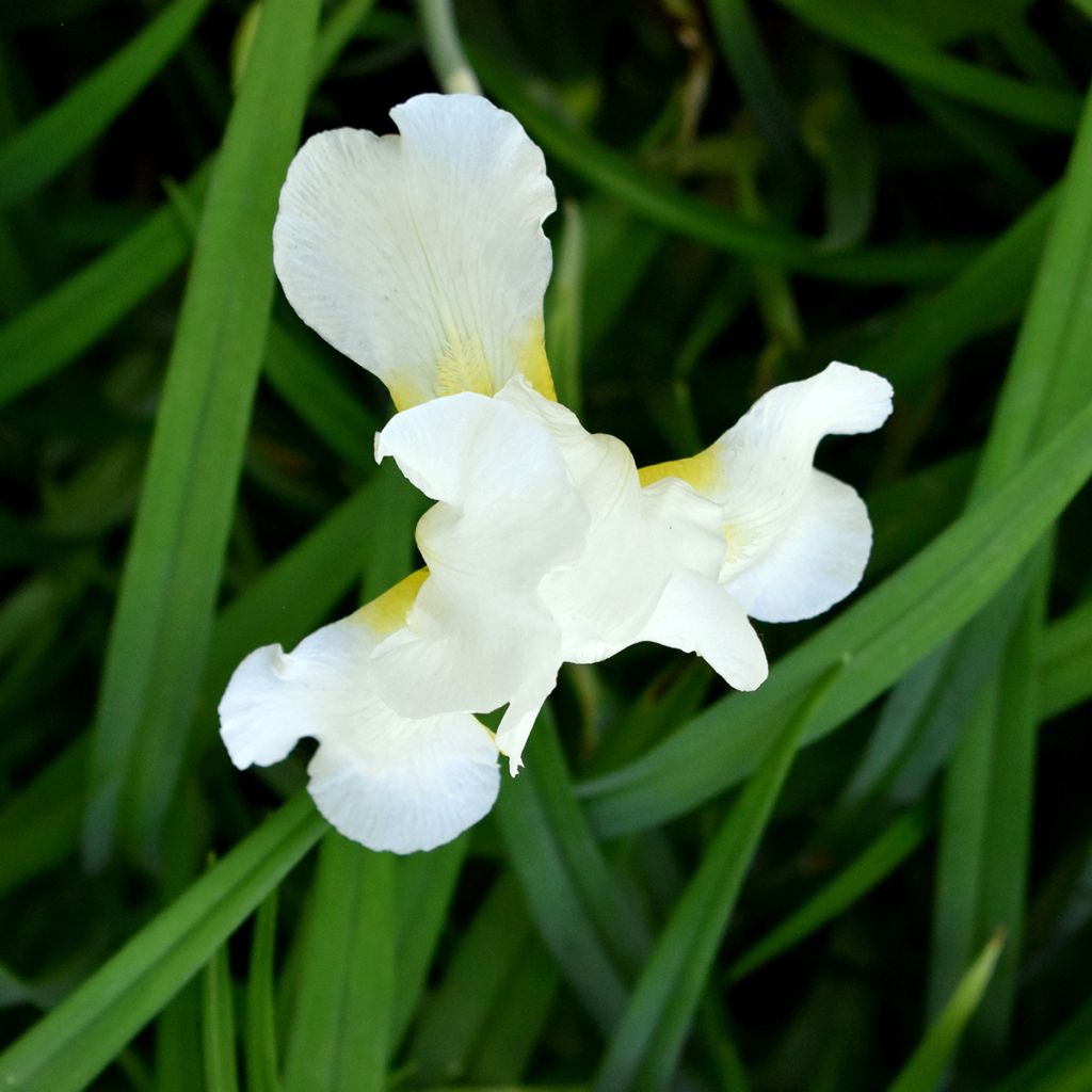 Iris sibirica Chartreuse Bounty - Iris de Sibérie