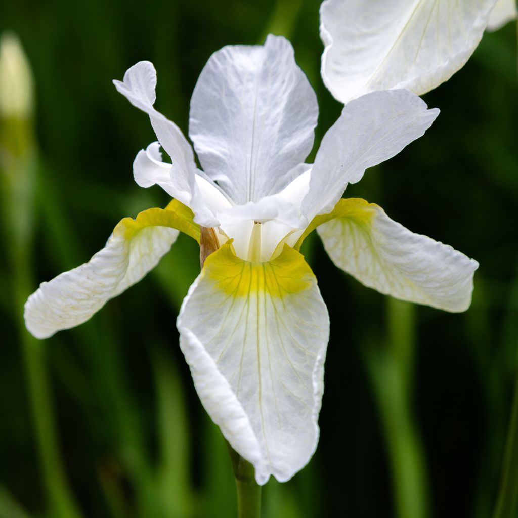 Iris sibirica Snow Crest - Iris de Sibérie