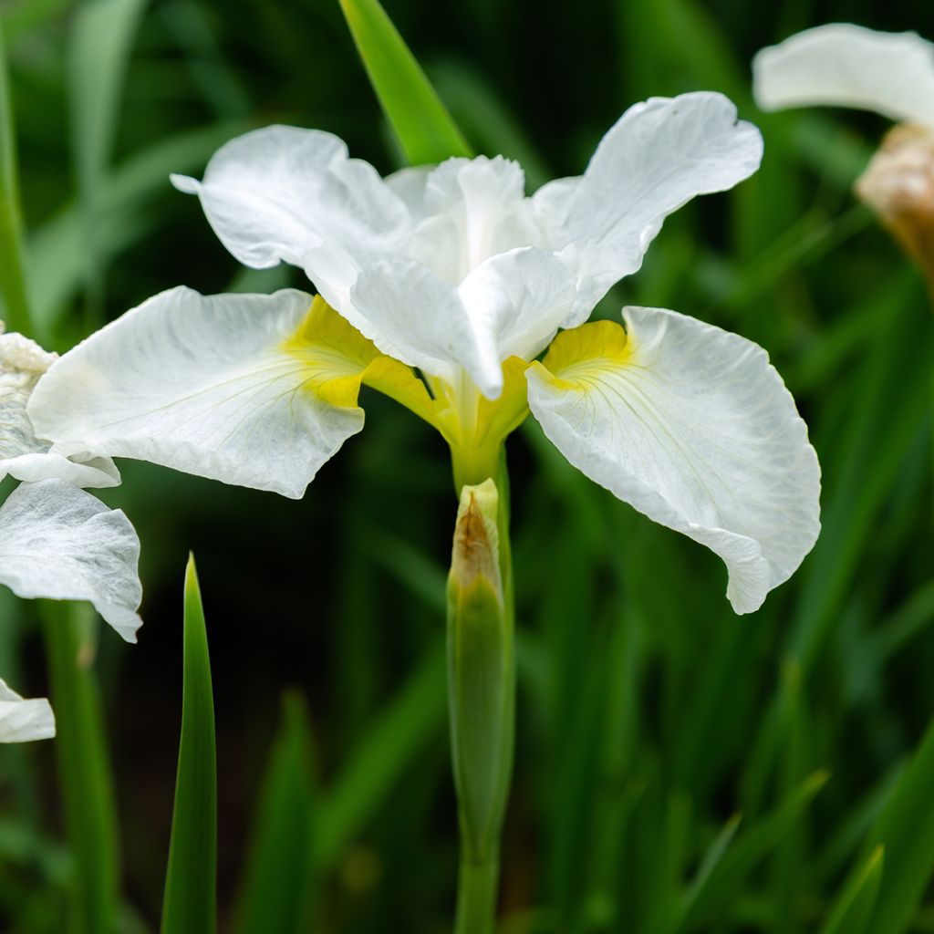 Iris sibirica Snow Crest - Iris de Sibérie