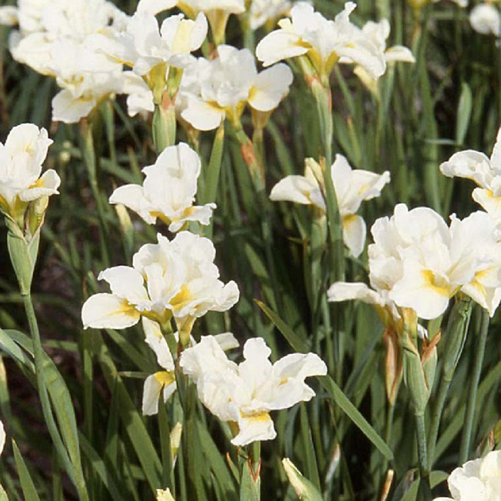 Iris sibirica Weisser Orient - Iris de Sibérie