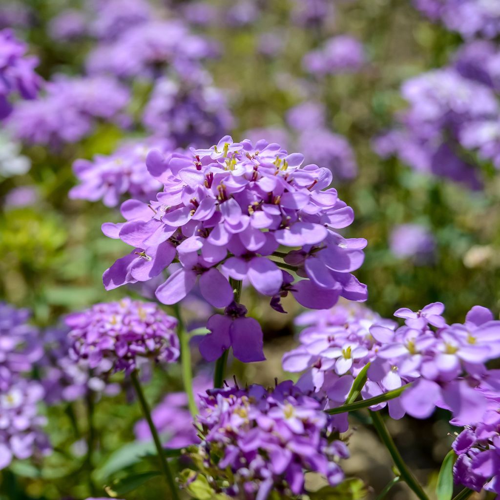 Iberis Absolutely Amethyst