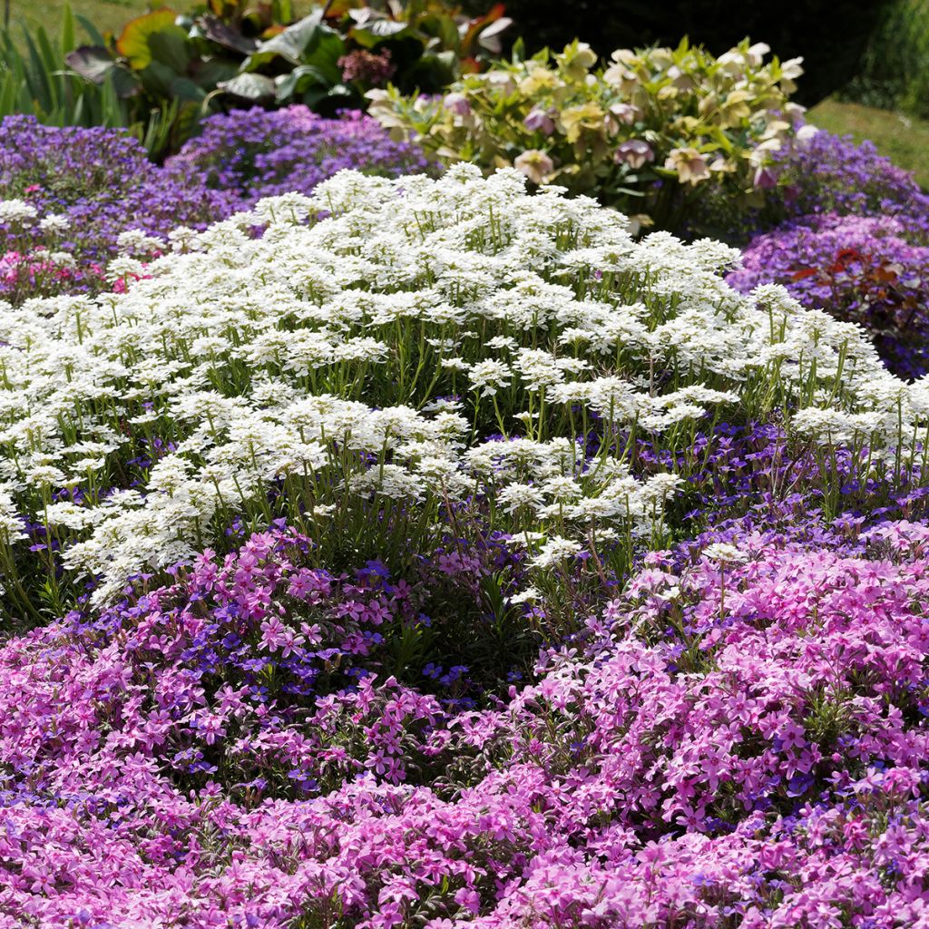 Iberis Sempervirens Snowflake