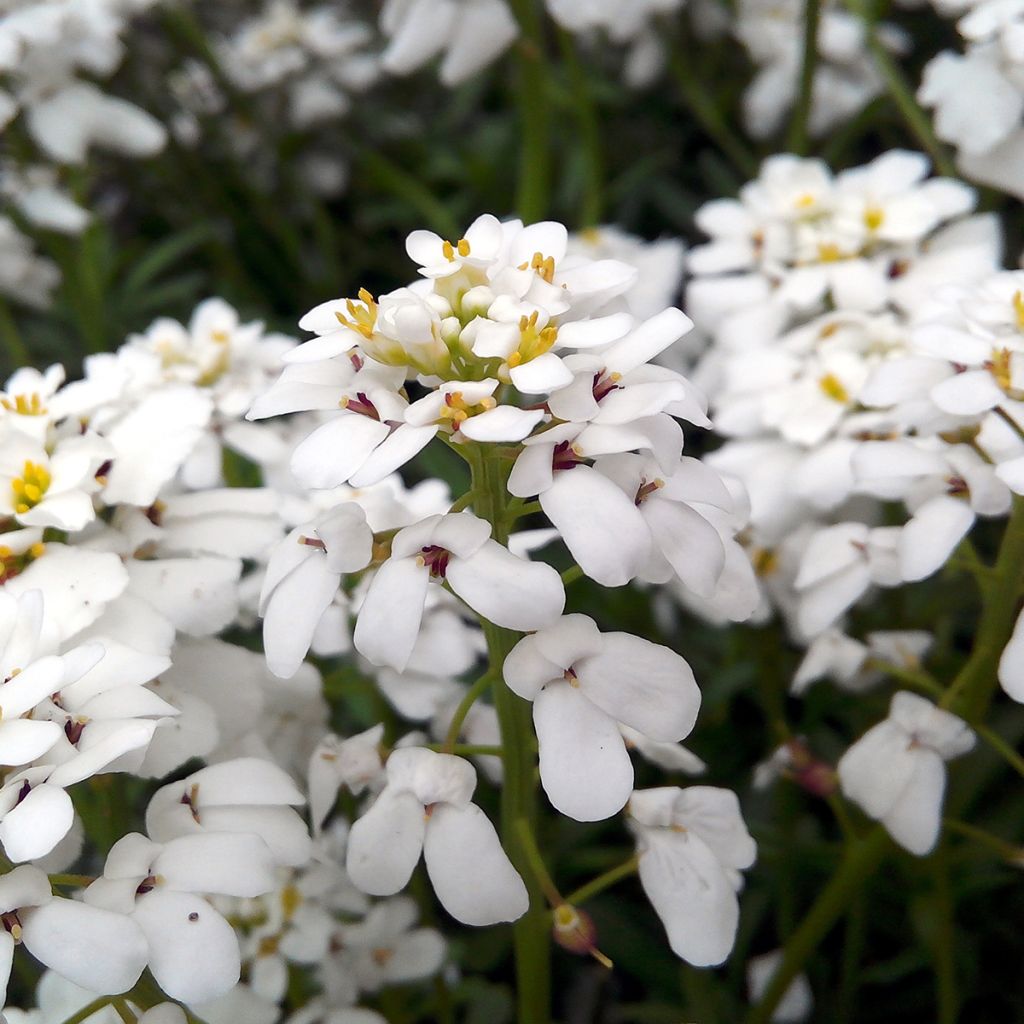 Iberis Sempervirens Snowflake