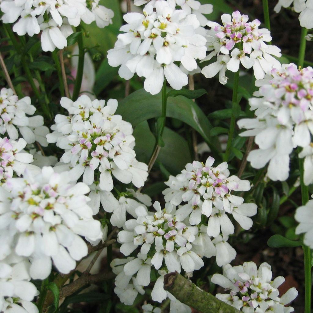 Iberis sempervirens - Corbeille d'argent