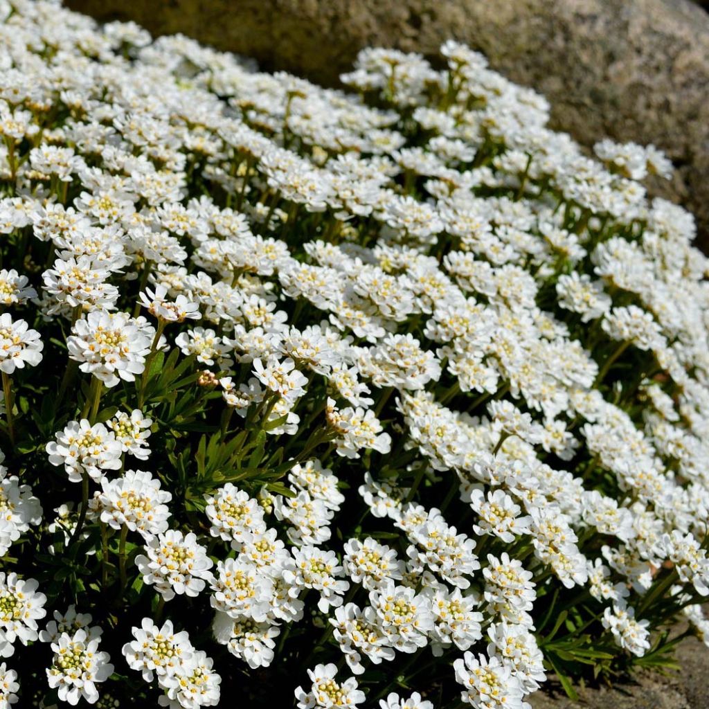 Iberis sempervirens - Corbeille d'argent