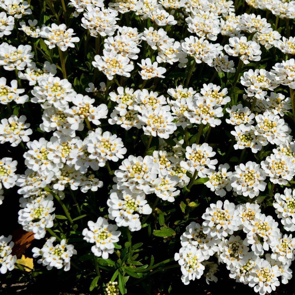 Iberis sempervirens - Corbeille d'argent