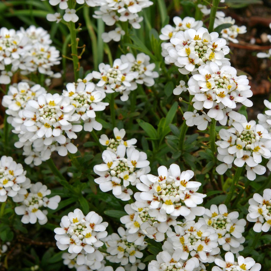 Iberis sempervirens Alexander White