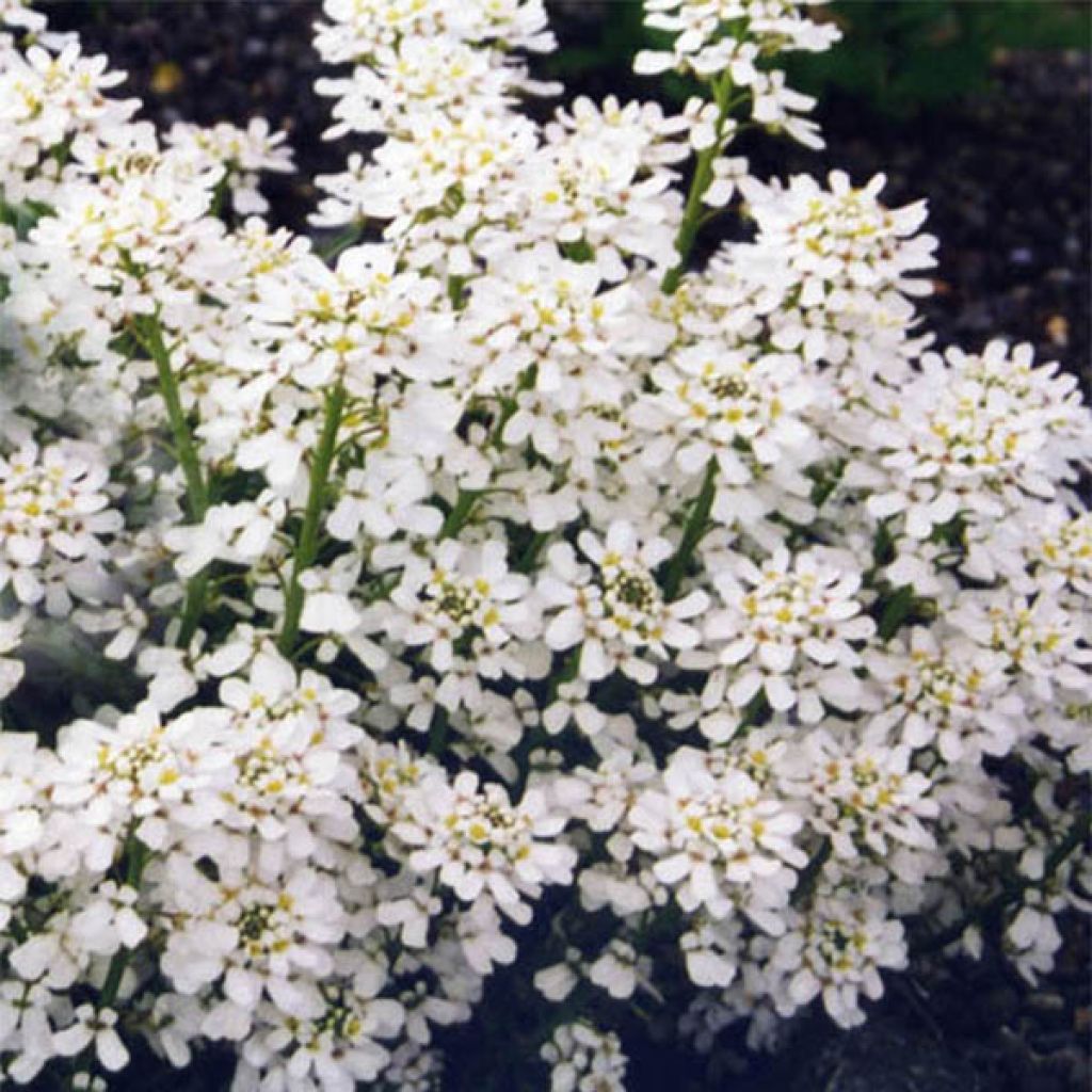 Iberis sempervirens Weisser Zwerg