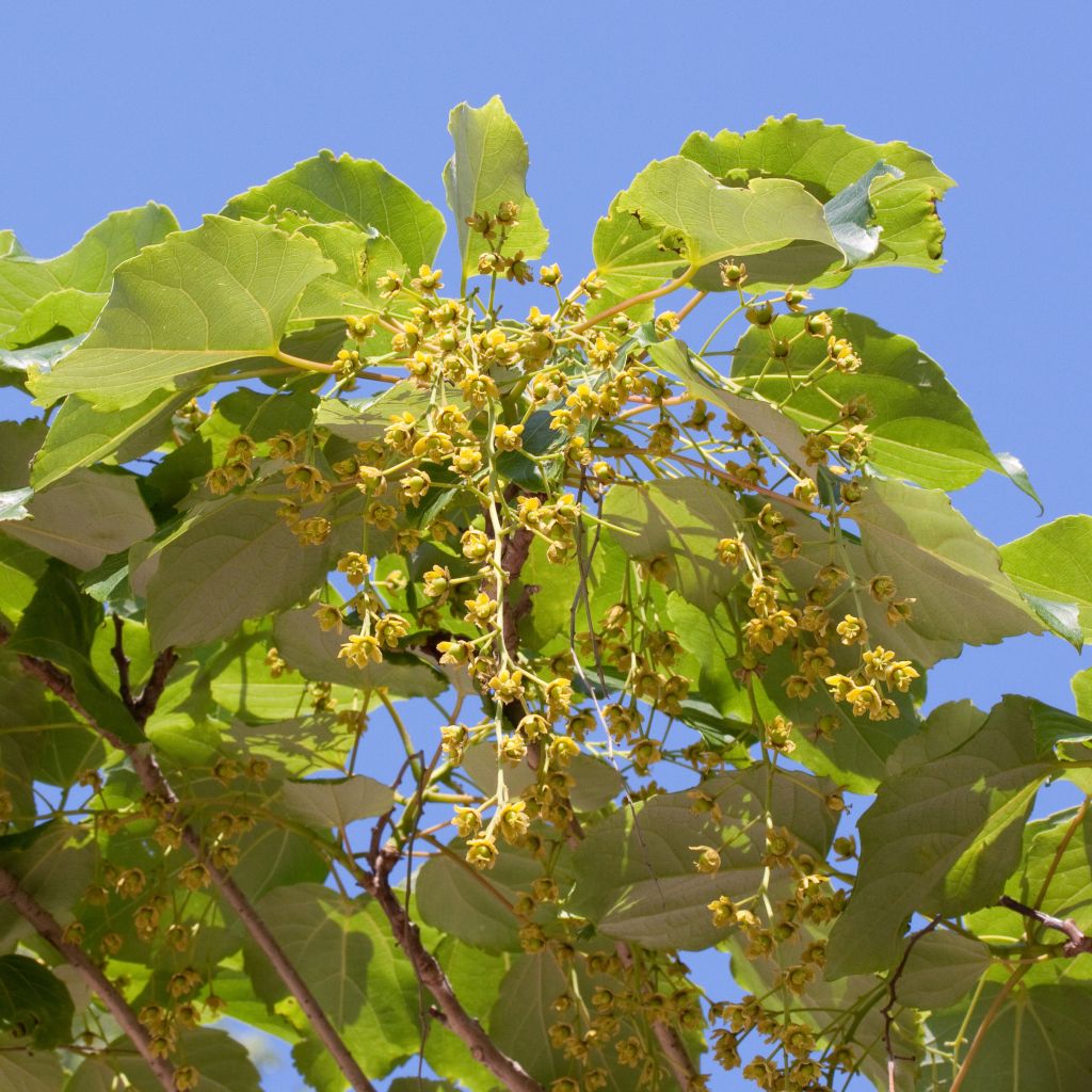 Idesia polycarpa