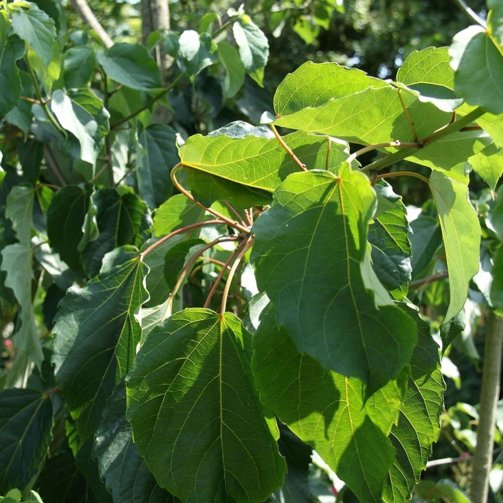 Idesia polycarpa vestita