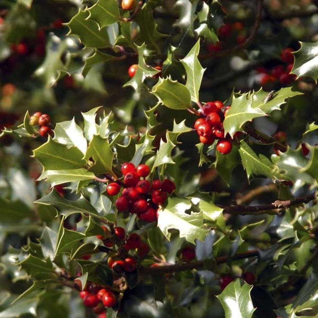 Ilex aquifolium Alaska, Houx commun