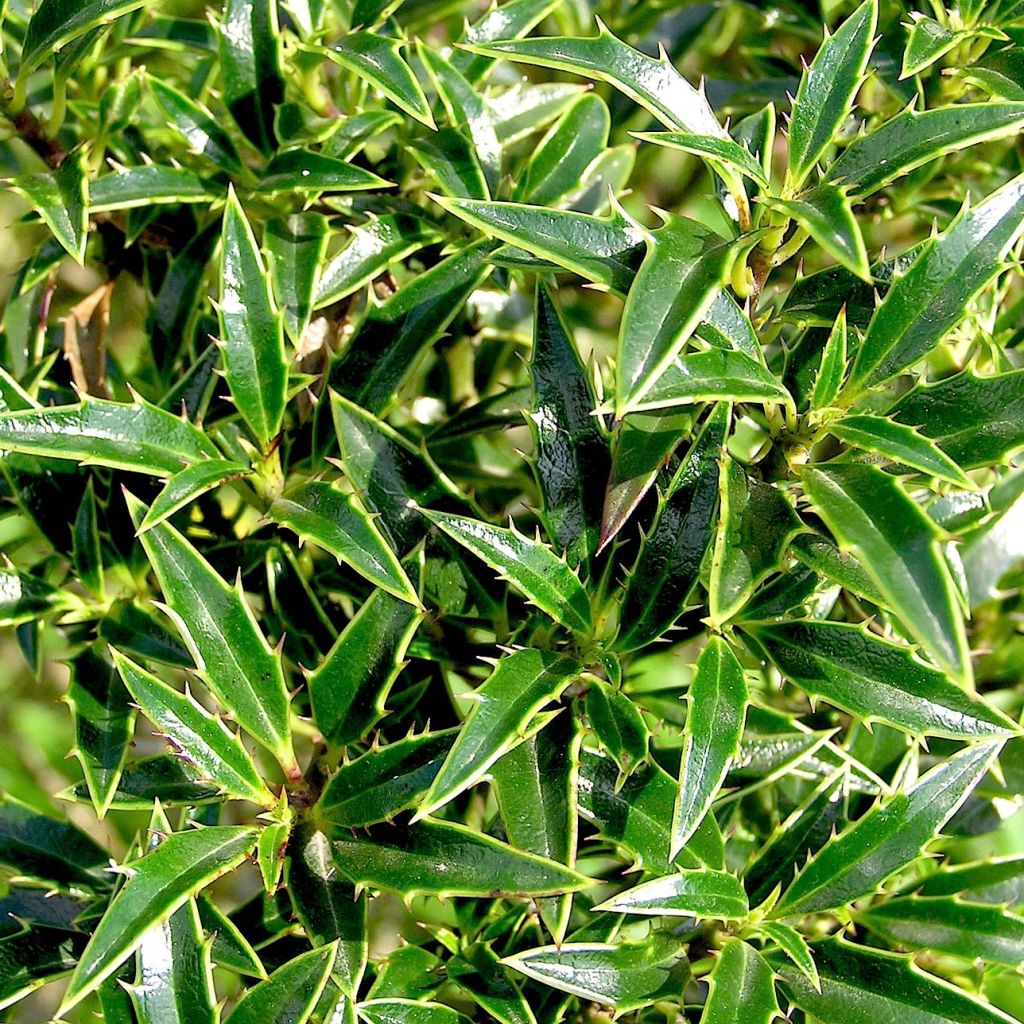 Ilex aquifolium Myrtifolia - Houx à feuilles de Myrte