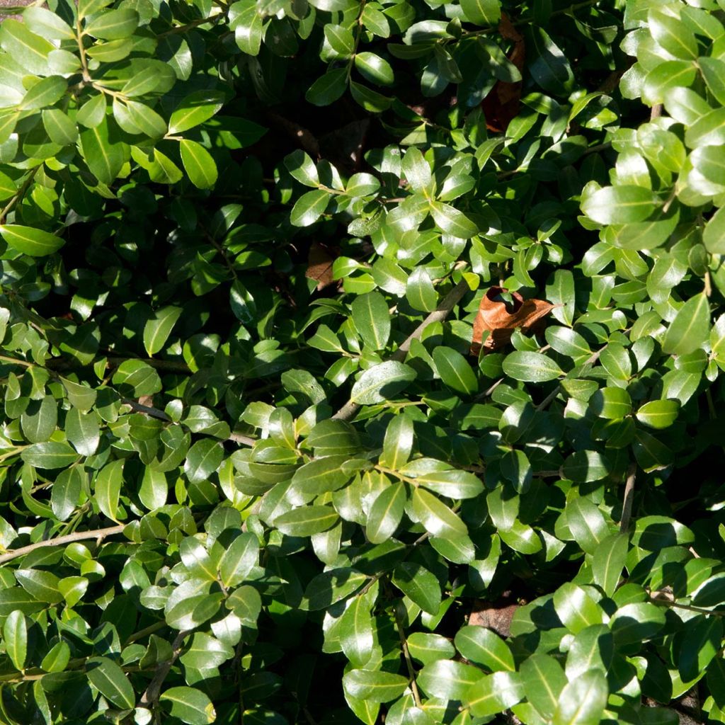 Houx crénelé - Ilex crenata Green Hedge