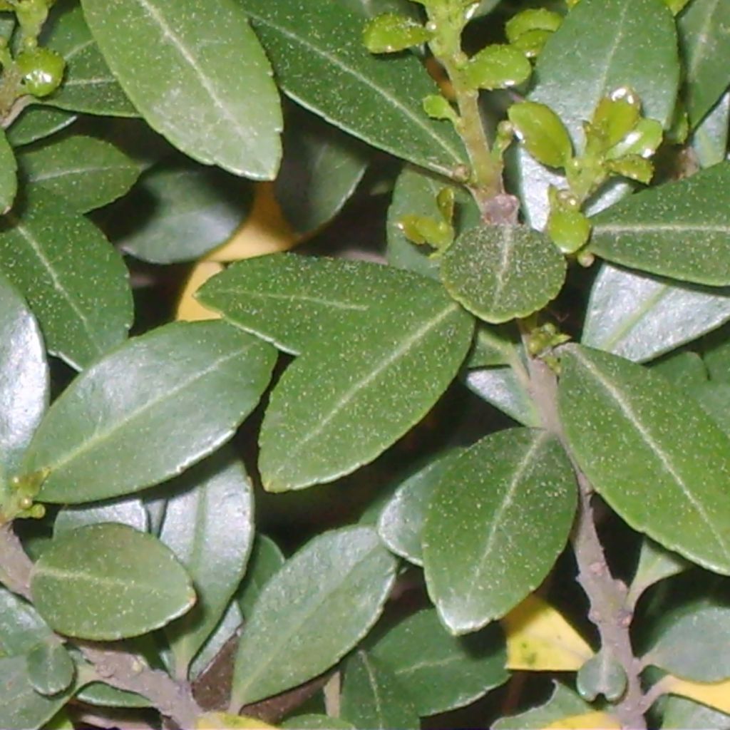 Houx crénelé - Ilex crenata Green Hedge