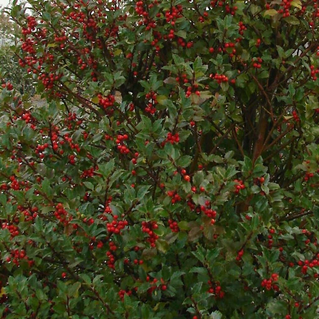 Houx américain - Ilex meserveae Heckenstar