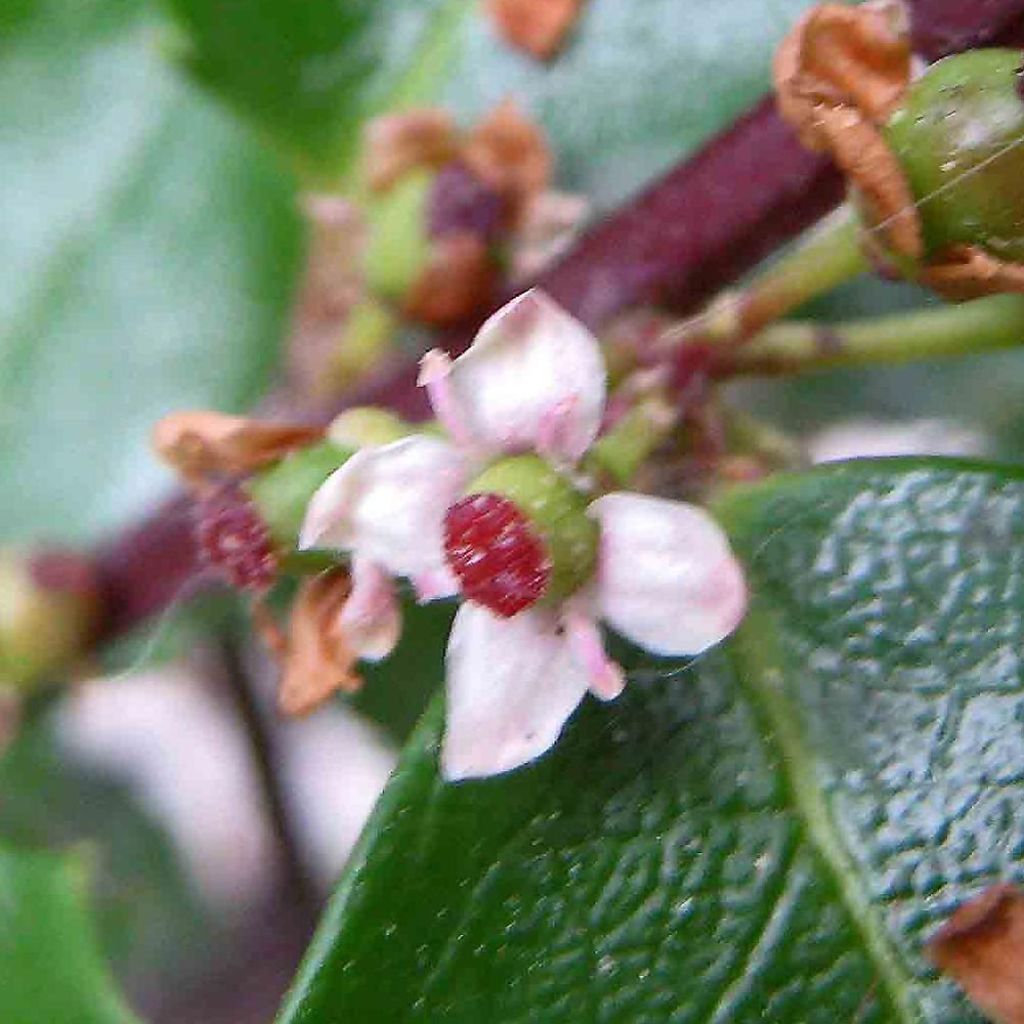 Houx américain - Ilex meserveae Heckenstar