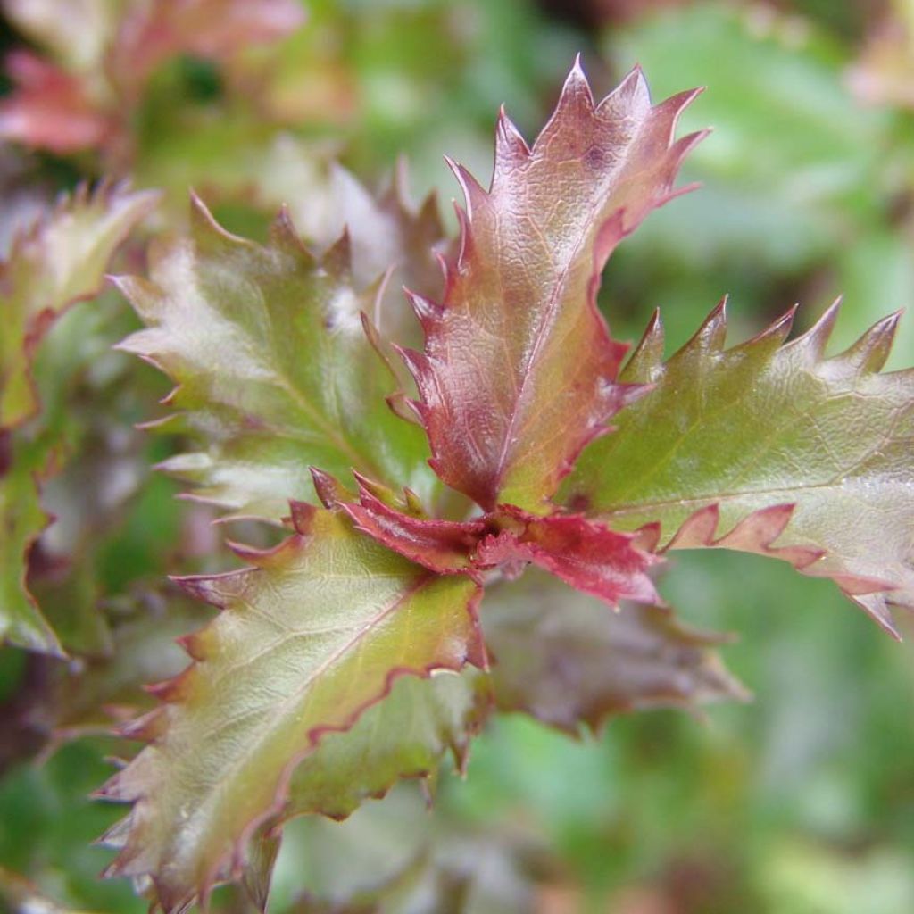 Houx Little Rascal - Ilex meserveae