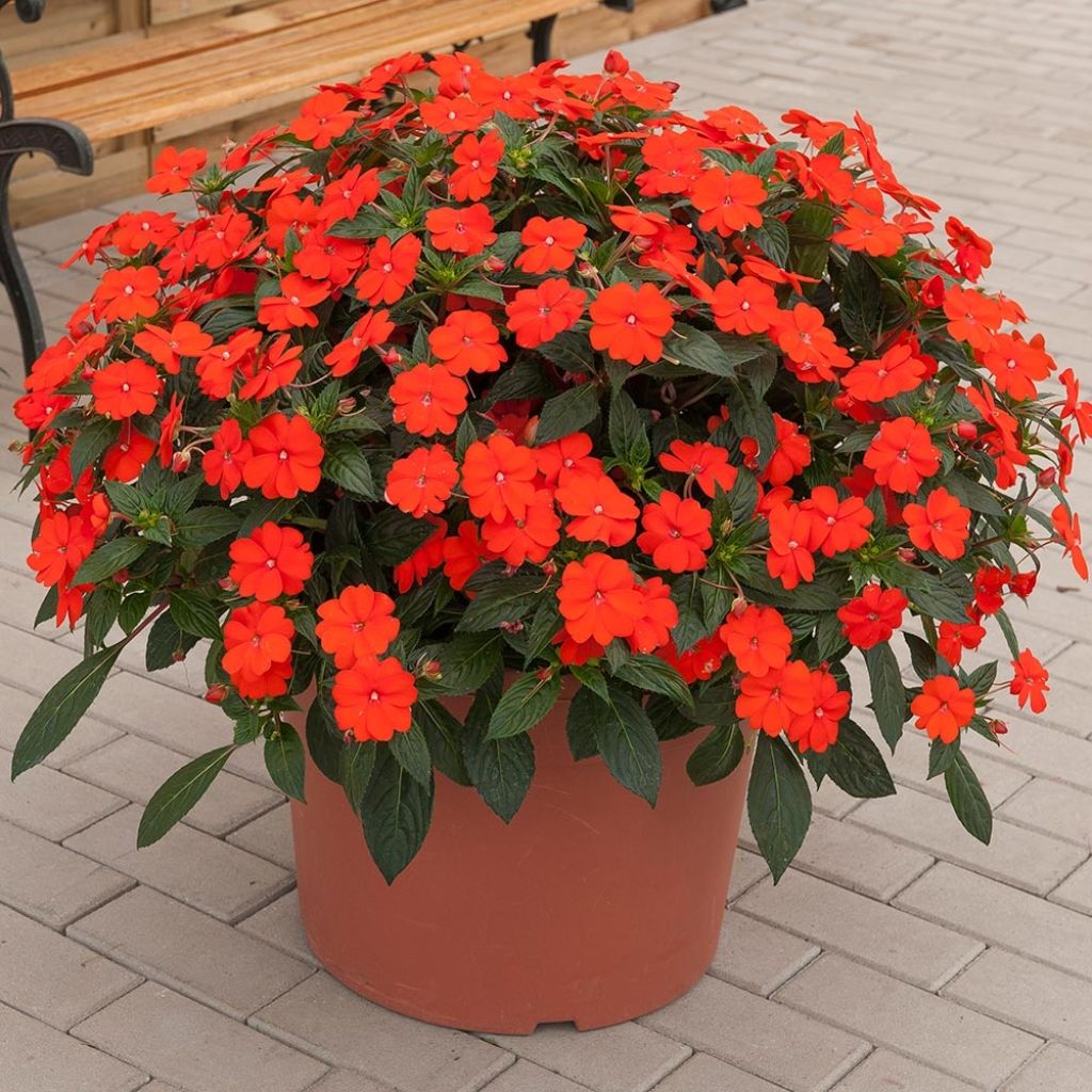 Impatiens SunPatiens Vigorous Orange Mini-mottes