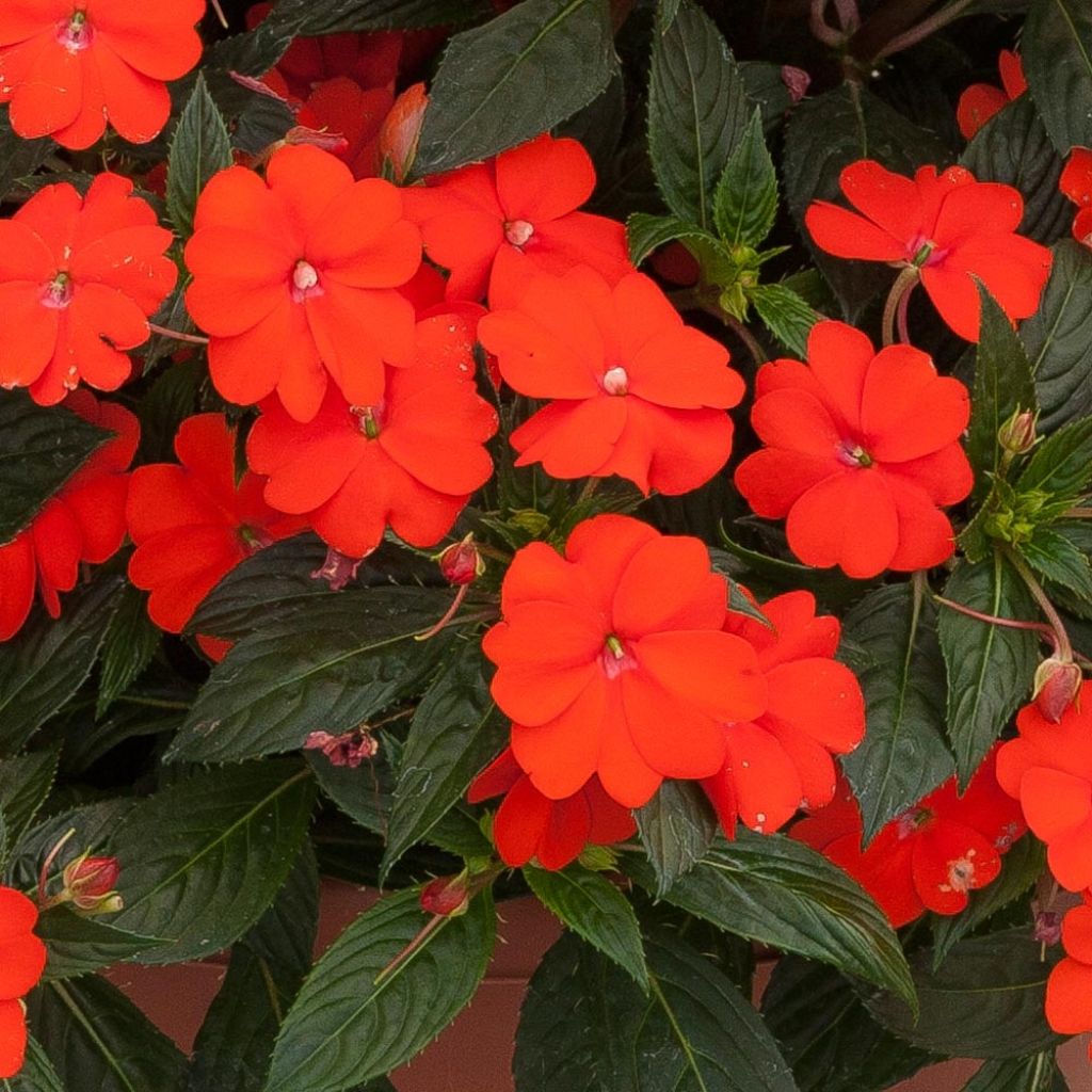 Impatiens SunPatiens Vigorous Orange Mini-mottes