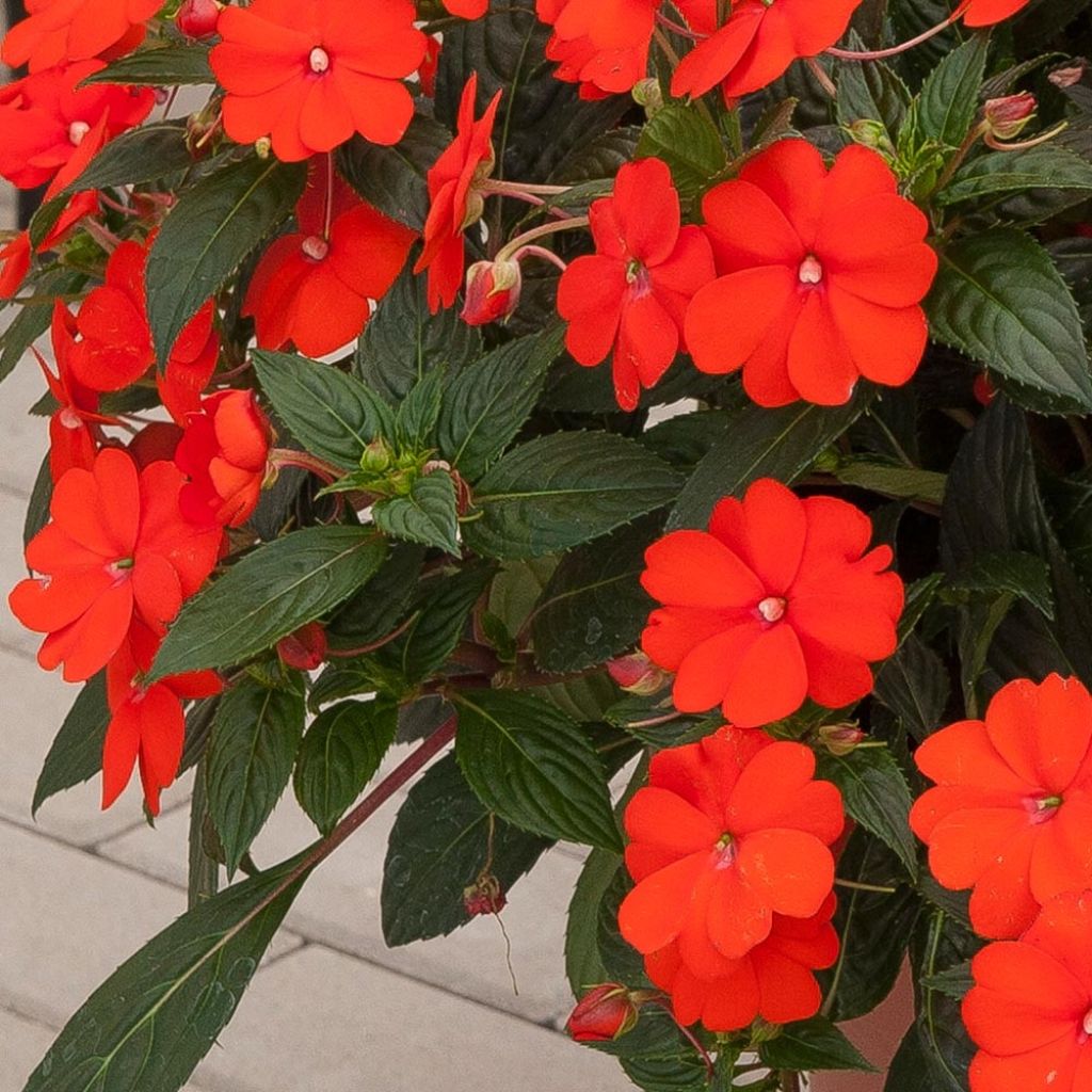 Impatiens SunPatiens Vigorous Orange Mini-mottes