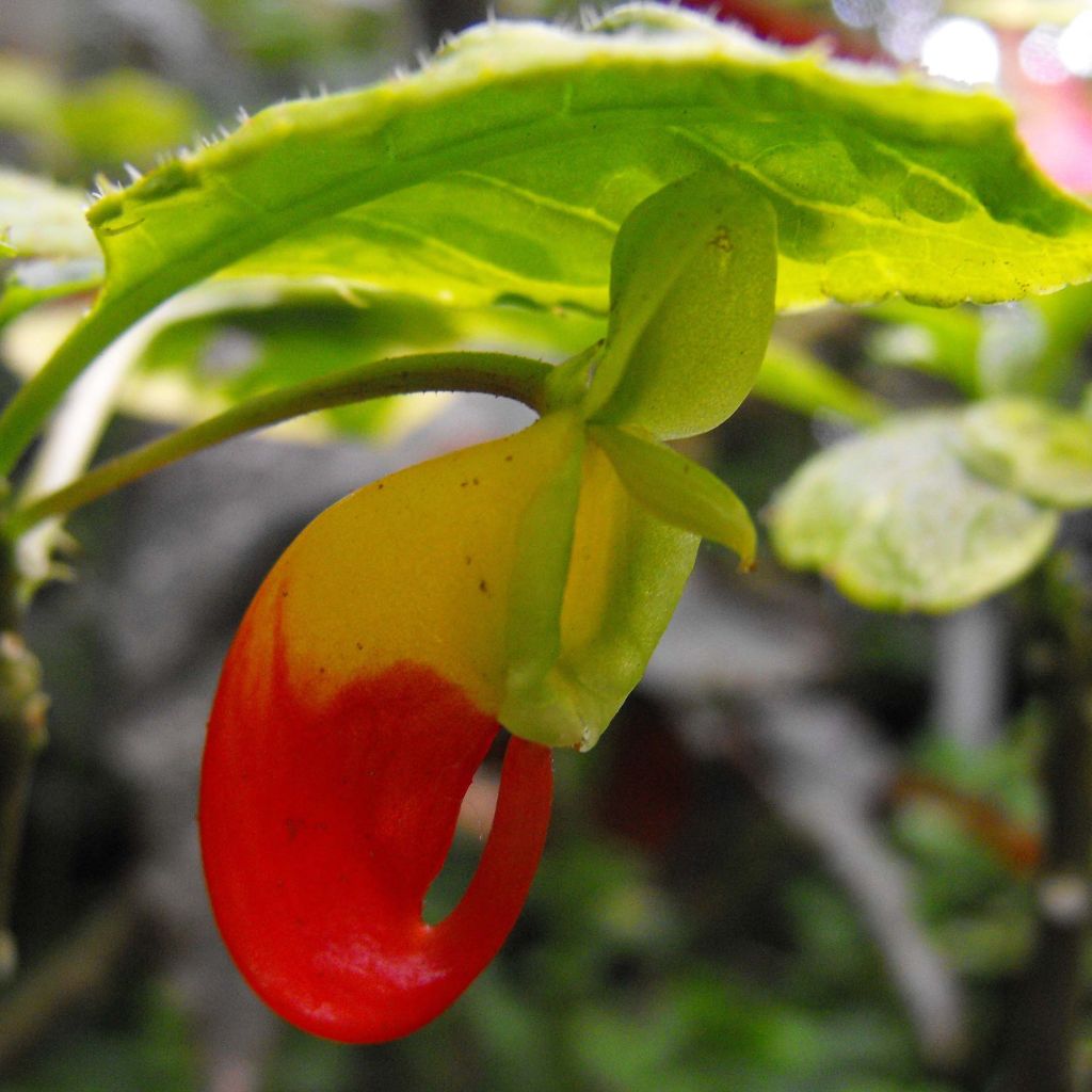 Impatiens niamniamensis rouge et jaune - Impatience de Zanzibar