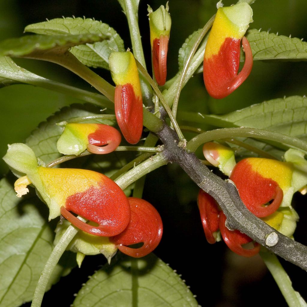 Impatiens niamniamensis rouge et jaune - Impatience de Zanzibar