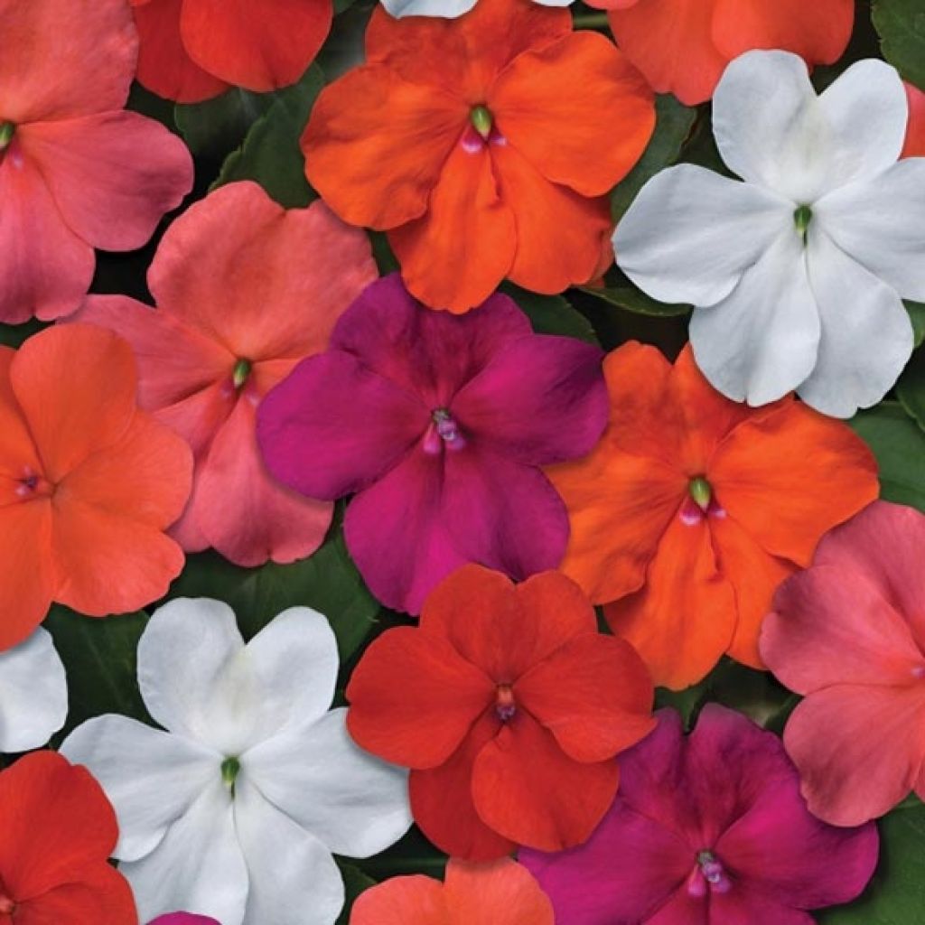 Impatiens walleriana Beacon Mix