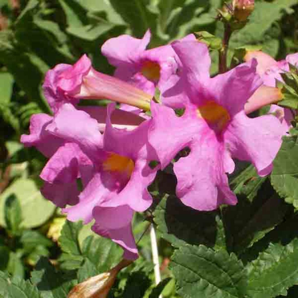 Incarvillea Delavayi