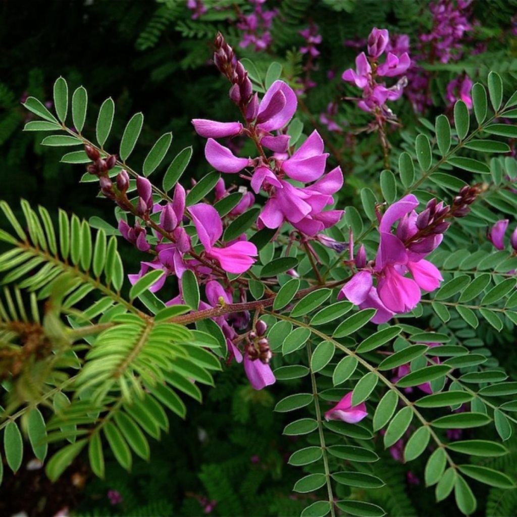 Indigofera heterantha Gerardiana - Indigotier rose