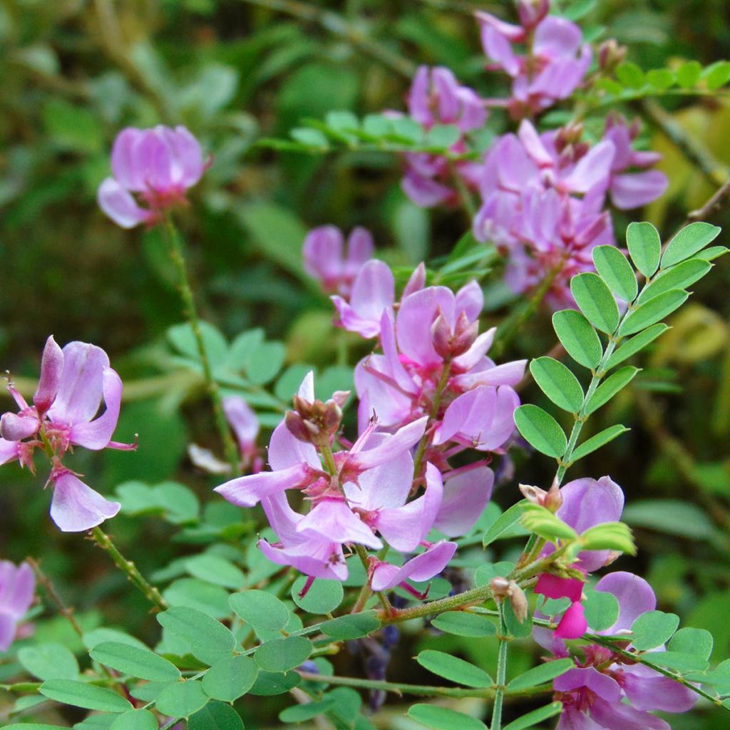 Indigofera kirilowii - Indigotier de Kirilov