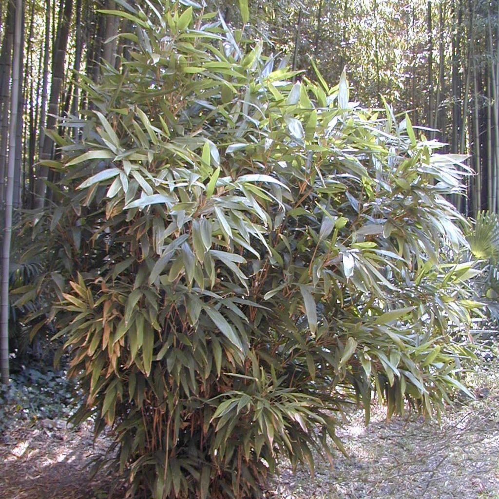 Indocalamus latifolius - Petit bambou
