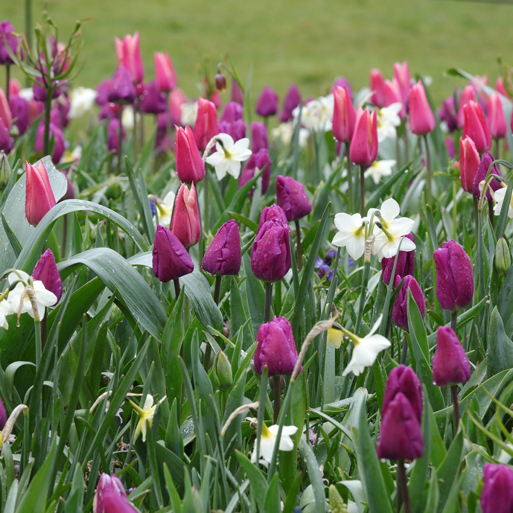 Inspiration bulbes de printemps pourpre, rose et blanc