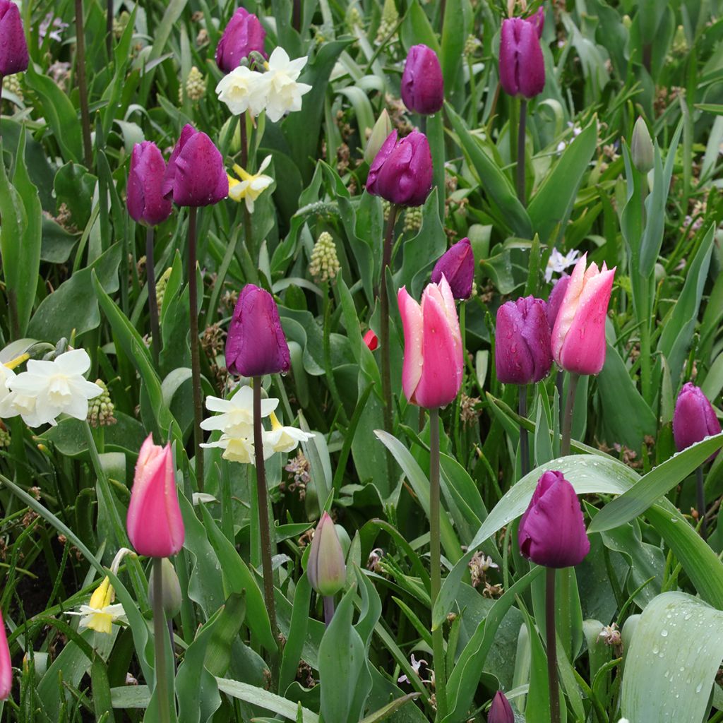 Inspiration bulbes de printemps pourpre, rose et blanc