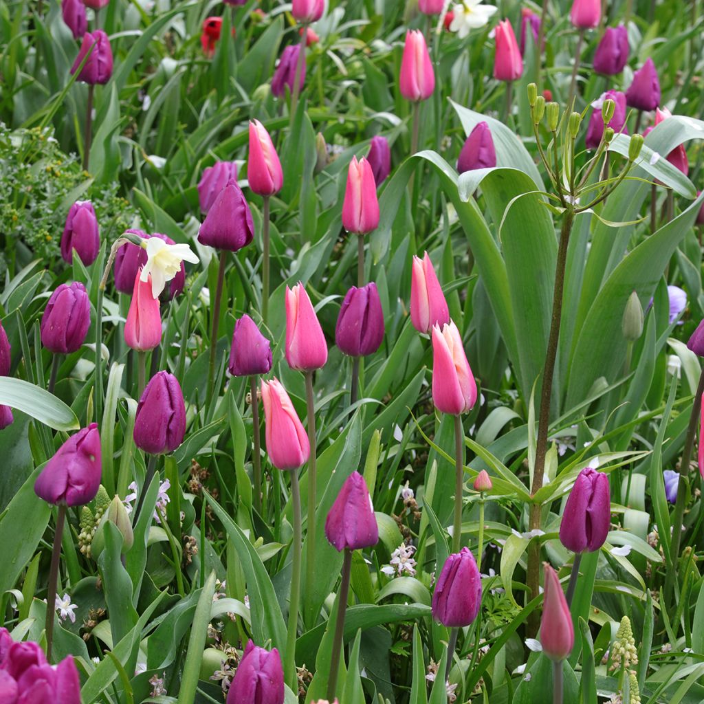 Inspiration bulbes de printemps pourpre, rose et blanc