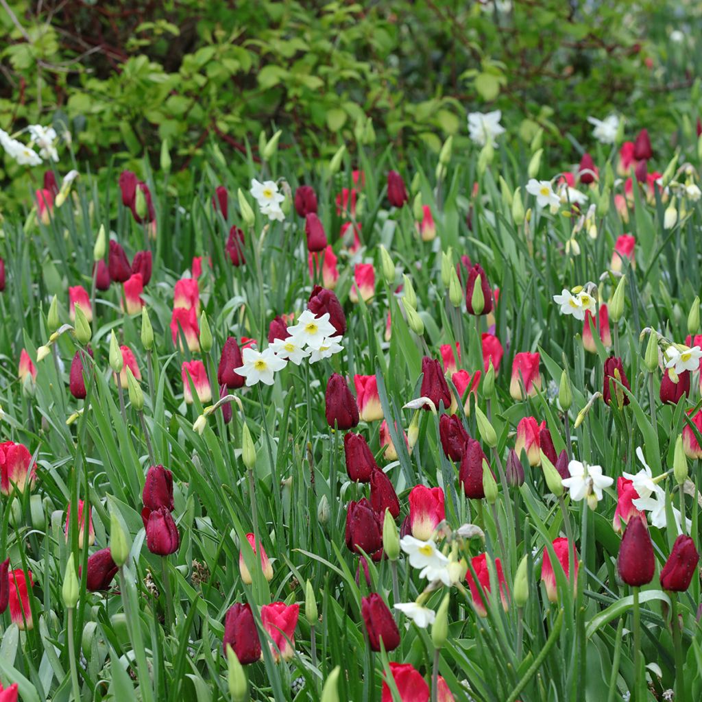 Inspiration bulbes de printemps pourpre, rouge et blanc