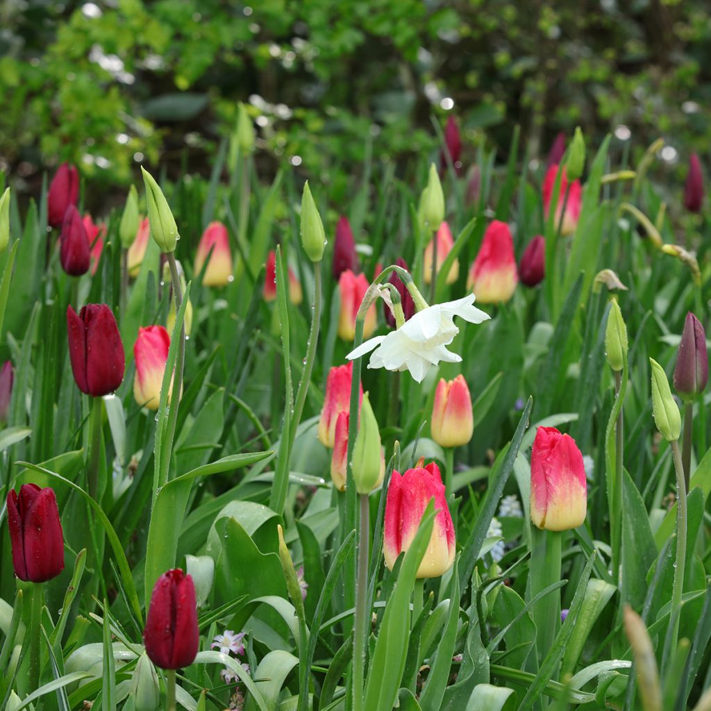 Inspiration bulbes de printemps pourpre, rouge et blanc