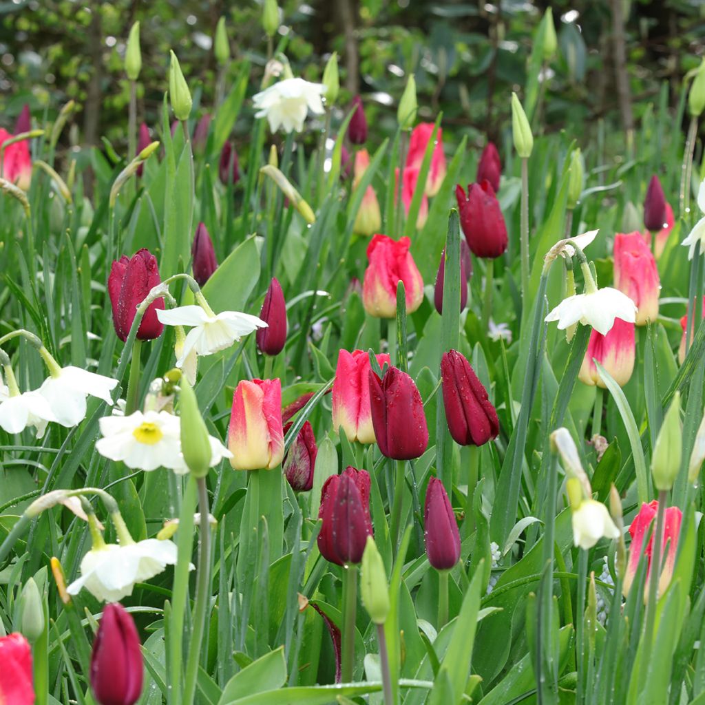 Inspiration bulbes de printemps pourpre, rouge et blanc