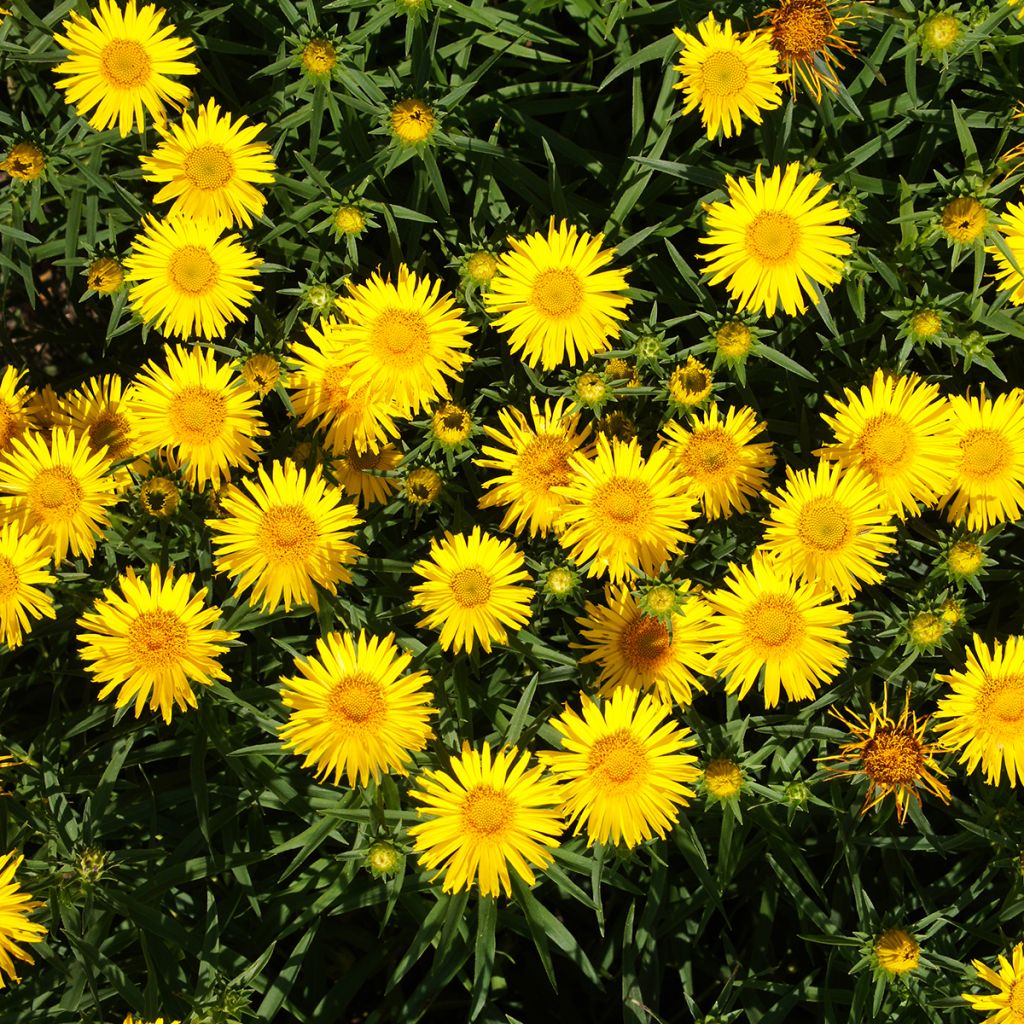 Inula ensifolia - Aunée à feuilles récurvées